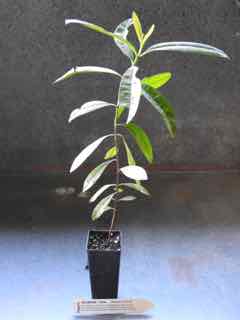 Allspice plant