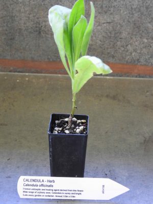 Calendula plant