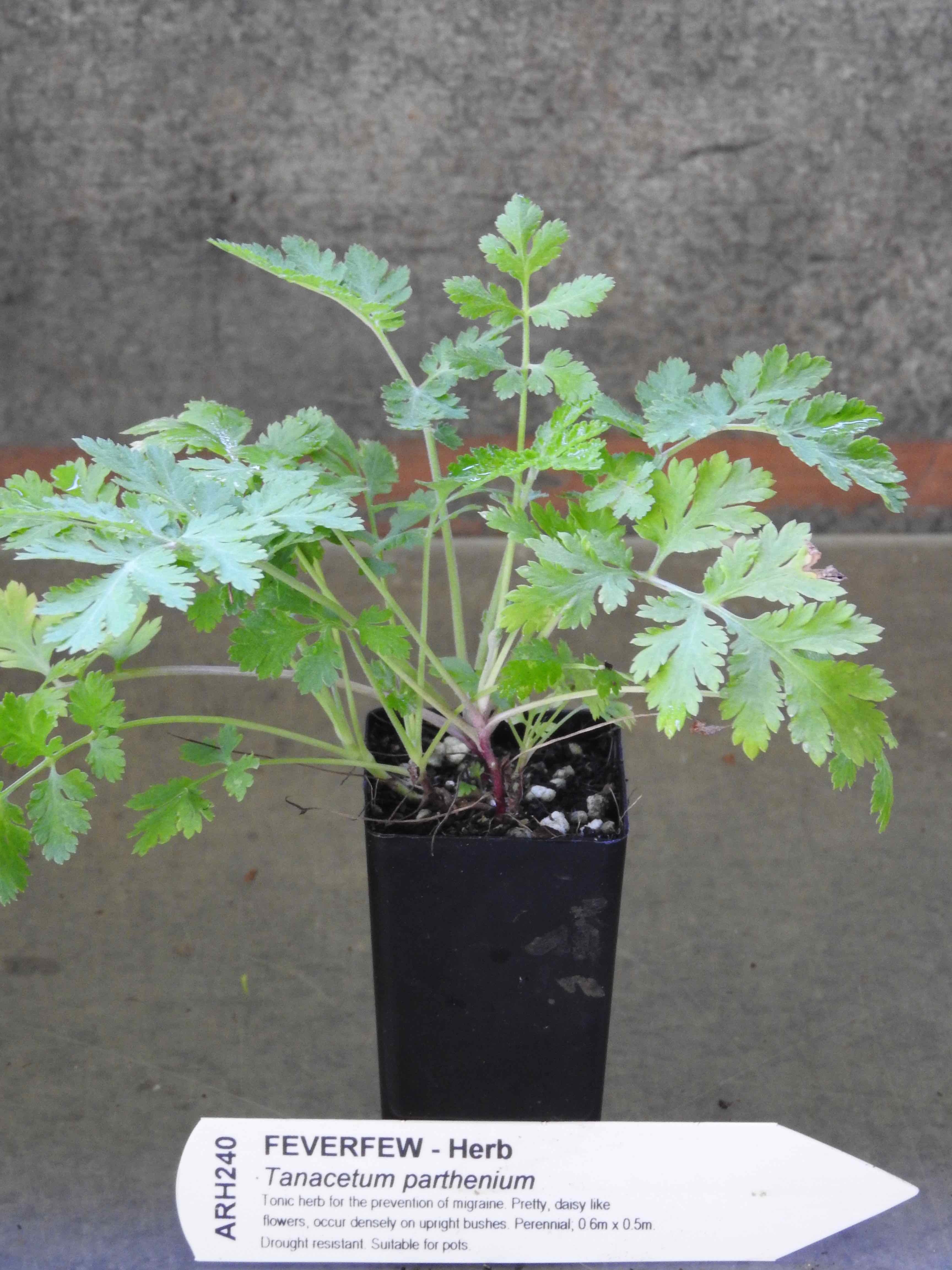 feverfew-plant-chrysanthemum-parthenium-all-rare-herbs