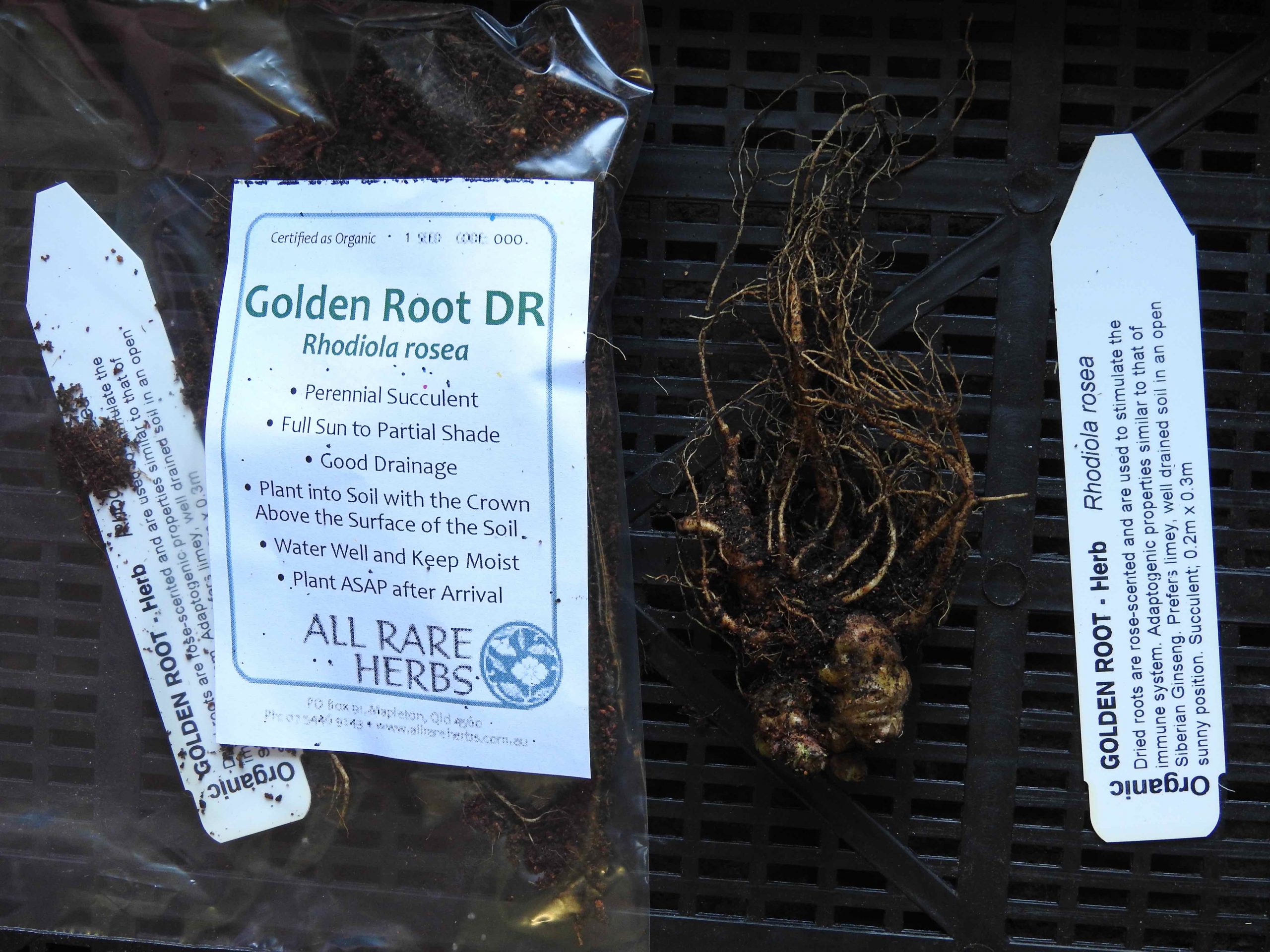 Golden Root dormant, ship June 2022 All Rare Herbs