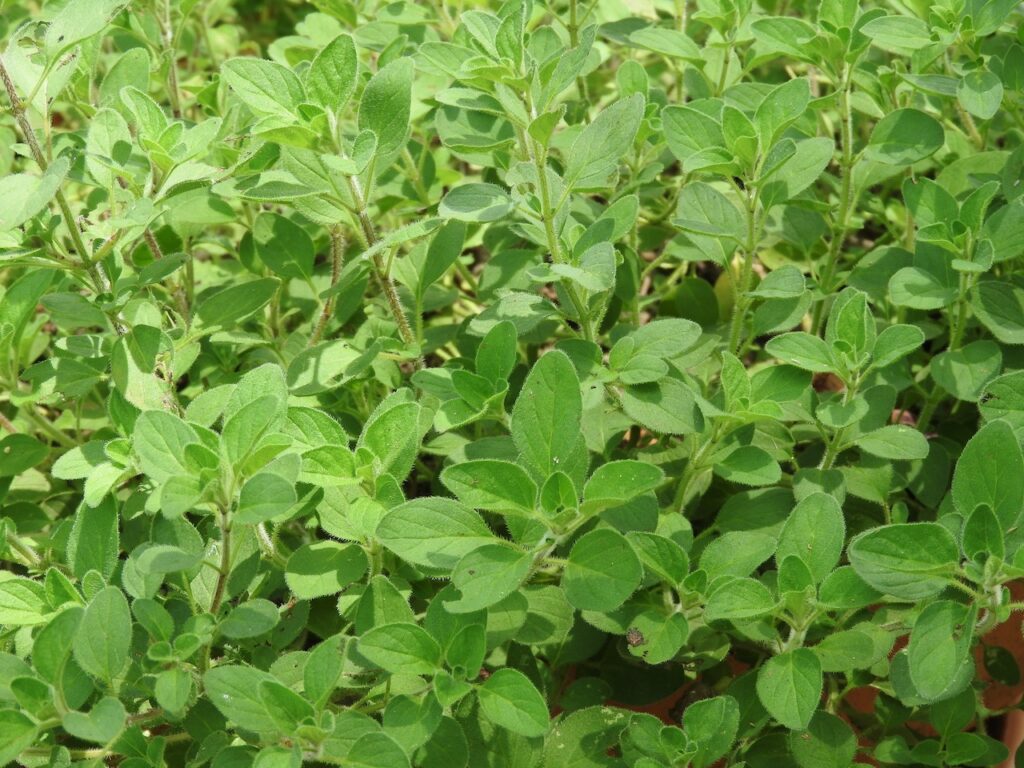 Greek Oregano plant Origanum heracleoticum All Rare Herbs