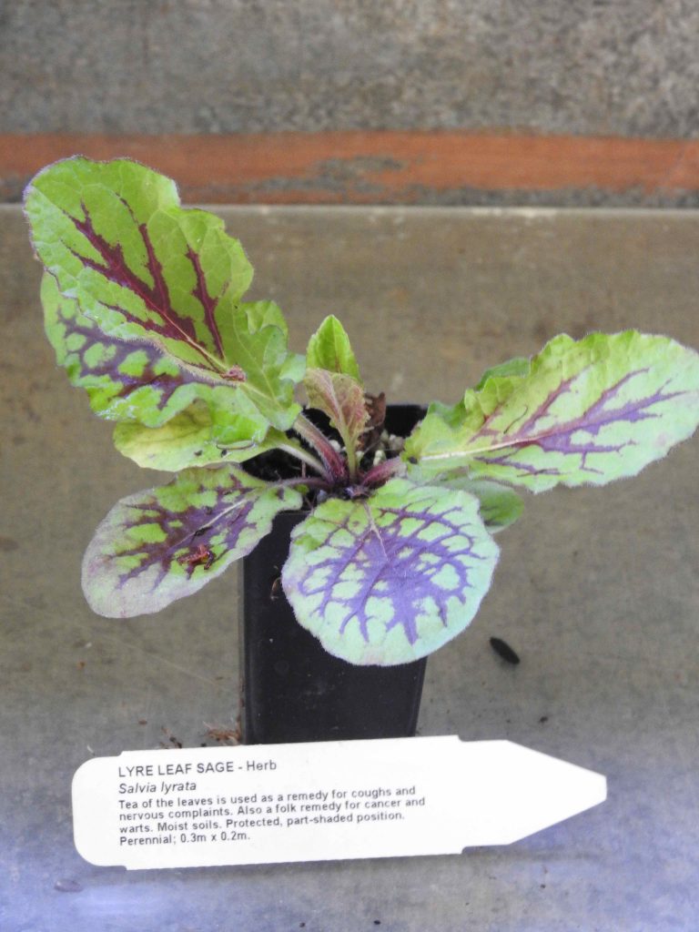 thumbnail image 2 of 100+ Lyre-Leaved Sage Seeds – Salvia Lyrata, Cancer Weed, Organic, US Harvested 03/25 2 of 5