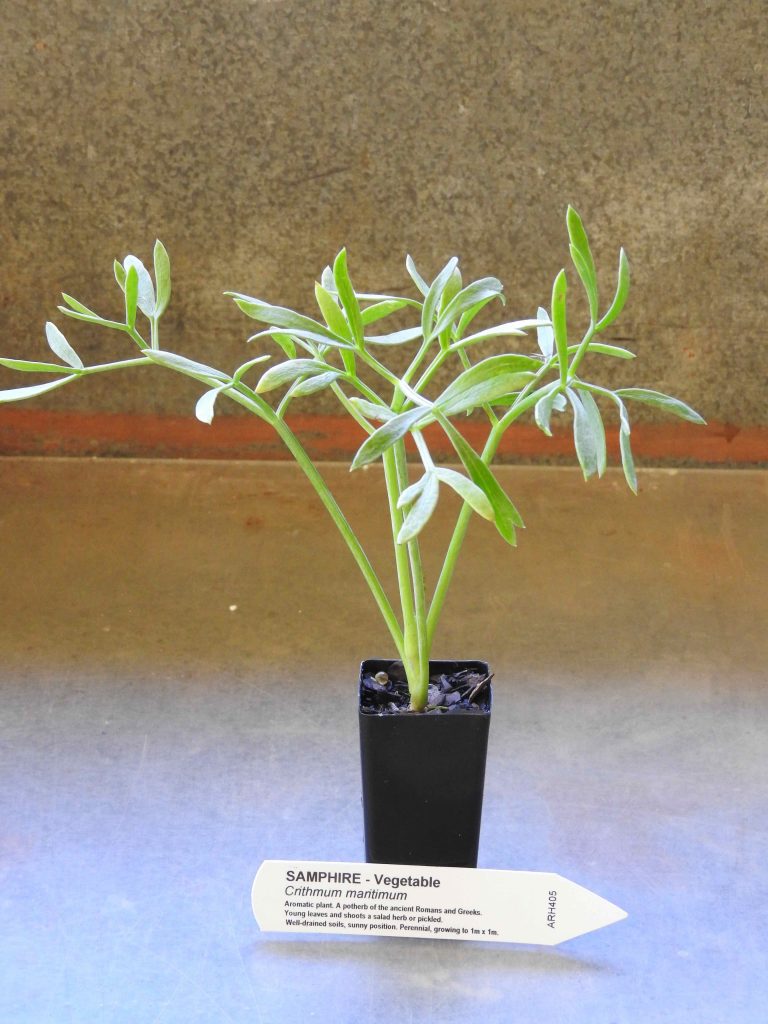 Samohire Tree Samphire plant | Crithmum maritimum - All Rare Herbs