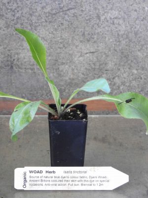 Woad plant